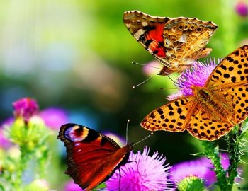 Thumb_butterflies-in-garden-540x337